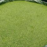 budidaya-azolla-bogor-ciampea